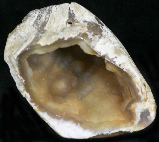 Agatized Fossil Coral Geode - Florida #22423